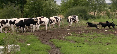 des fontaines de l'eau salée - travail sur bovins