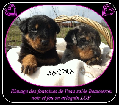 des fontaines de l'eau salée - chiots beaucerons noir et feu ou arlequin a réservés