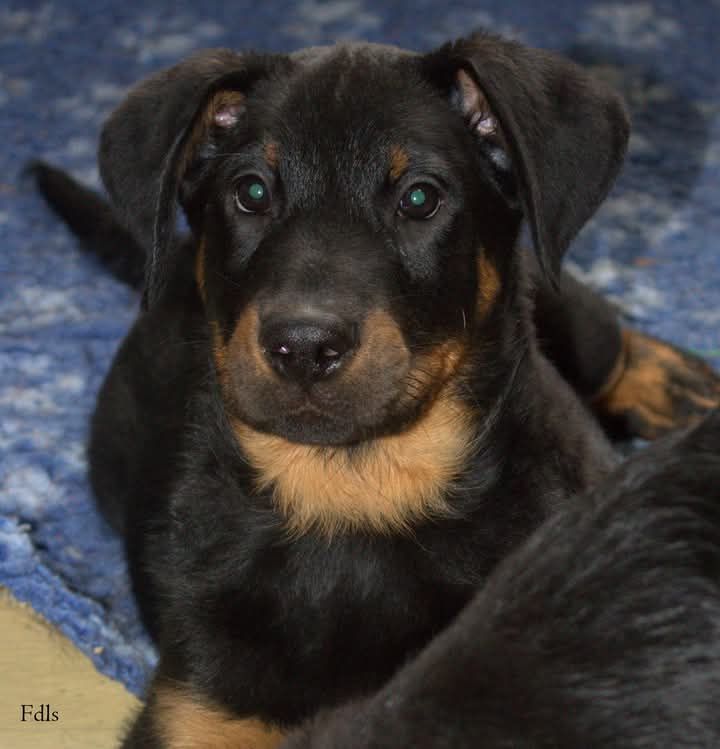 des fontaines de l'eau salée - Chiot disponible  - Berger de Beauce