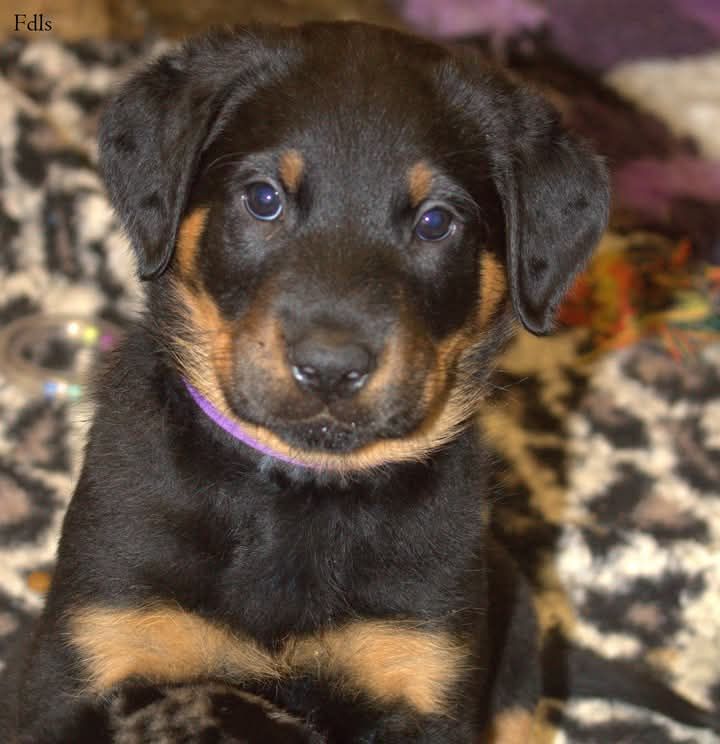 des fontaines de l'eau salée - Chiot disponible  - Berger de Beauce