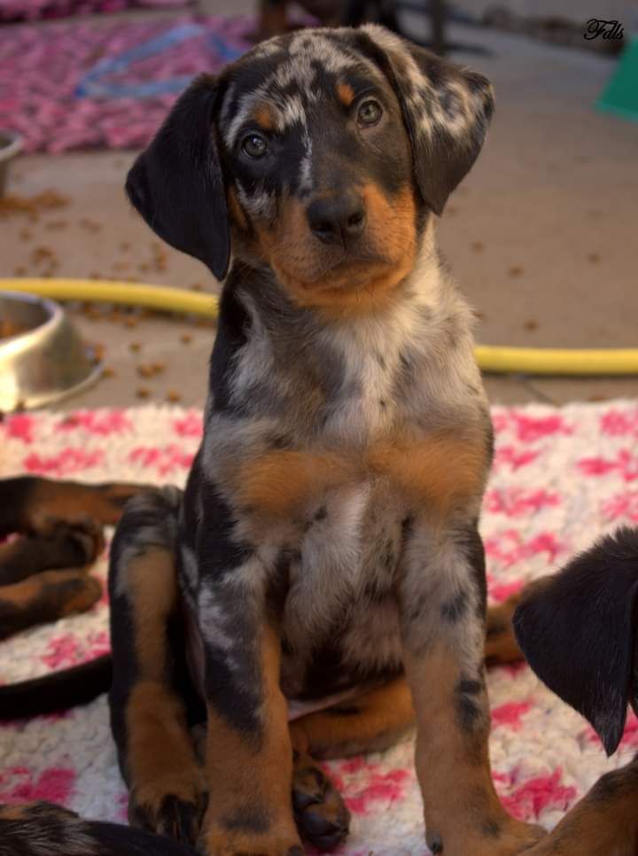 des fontaines de l'eau salée - Chiot disponible  - Berger de Beauce