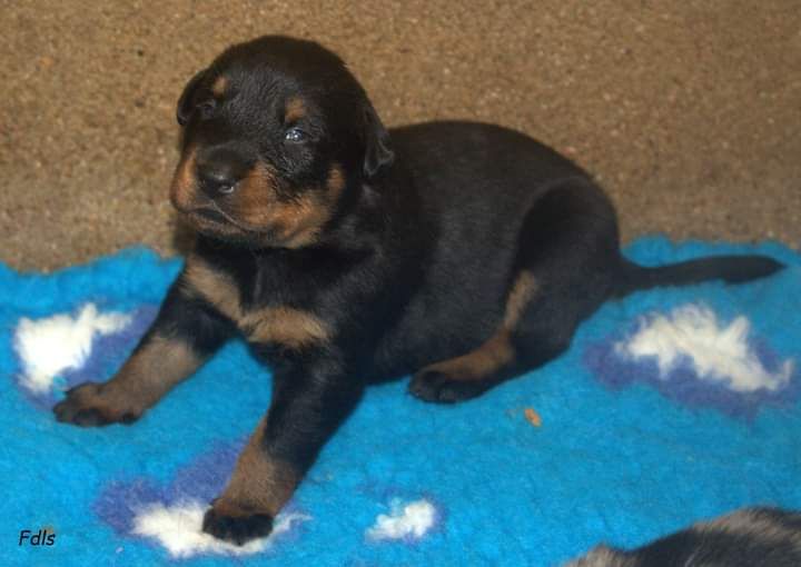 des fontaines de l'eau salée - Chiot disponible  - Berger de Beauce