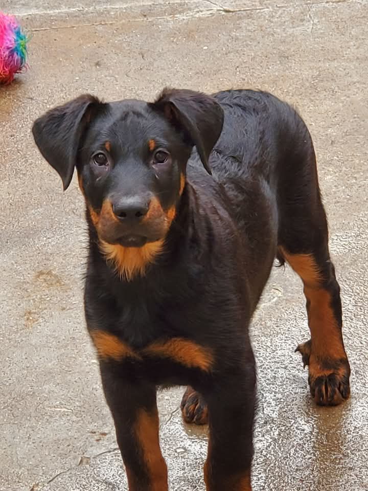 des fontaines de l'eau salée - Chiot disponible  - Berger de Beauce