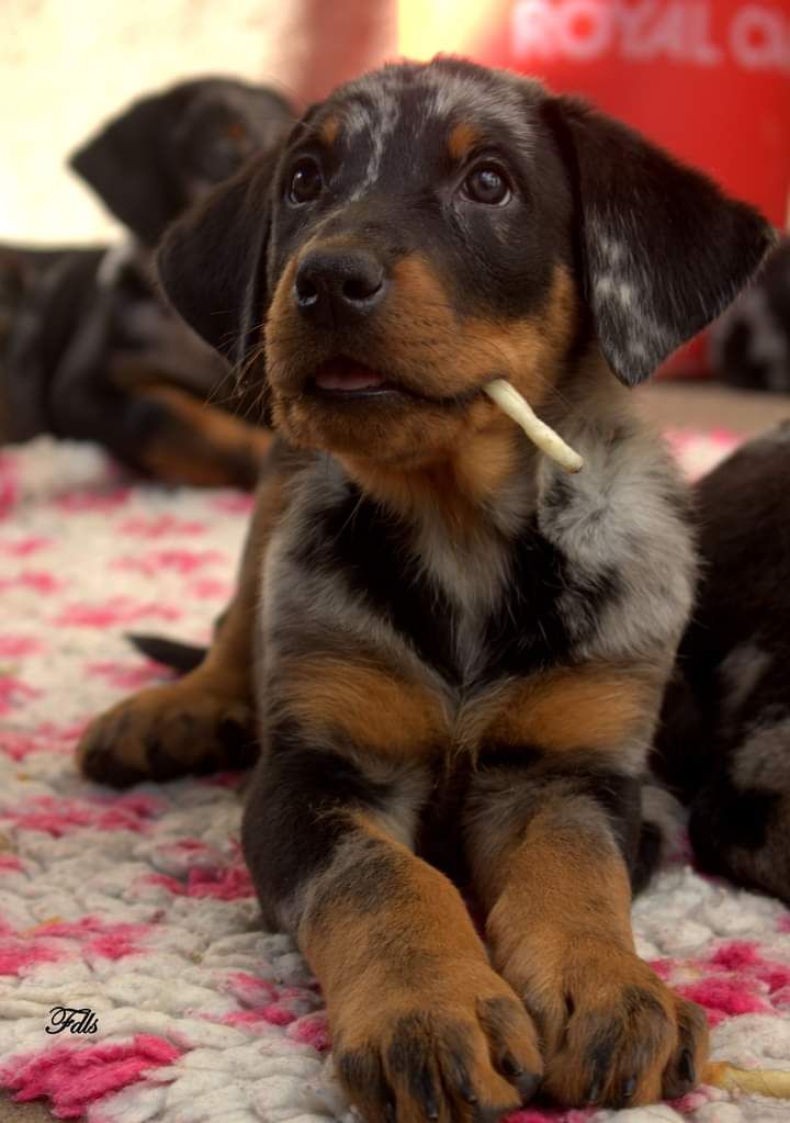 des fontaines de l'eau salée - Chiot disponible  - Berger de Beauce