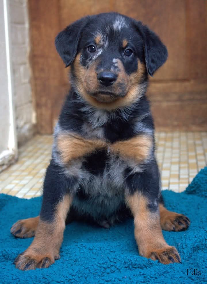 des fontaines de l'eau salée - Chiot disponible  - Berger de Beauce