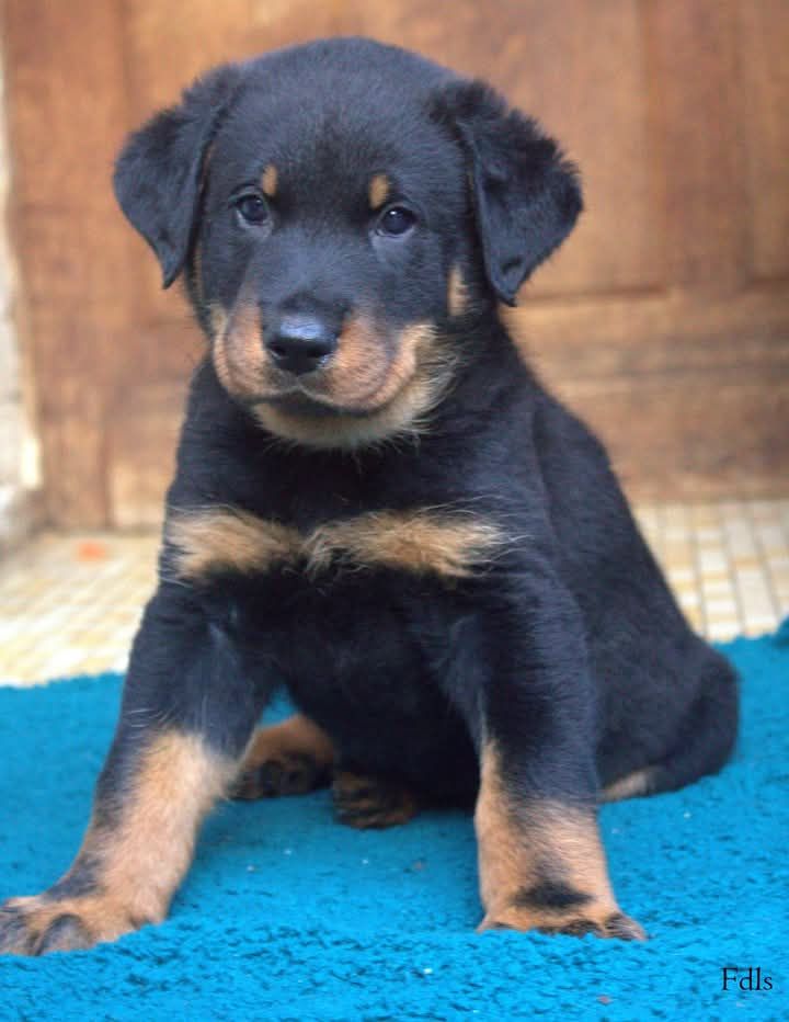 des fontaines de l'eau salée - Chiot disponible  - Berger de Beauce