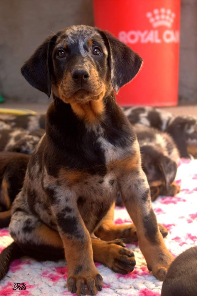 des fontaines de l'eau salée - Chiot disponible  - Berger de Beauce