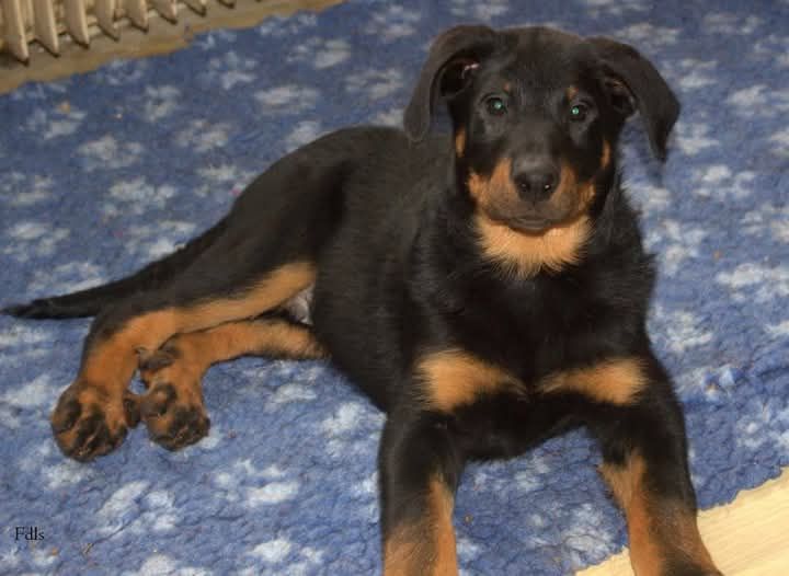 des fontaines de l'eau salée - Chiot disponible  - Berger de Beauce