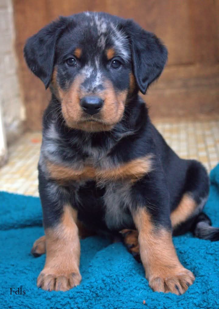 des fontaines de l'eau salée - Chiot disponible  - Berger de Beauce