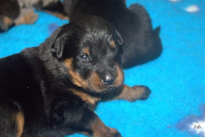 des fontaines de l'eau salée - Chiot disponible  - Berger de Beauce