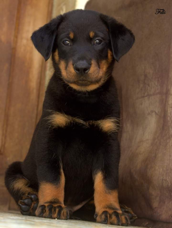 des fontaines de l'eau salée - Chiot disponible  - Berger de Beauce