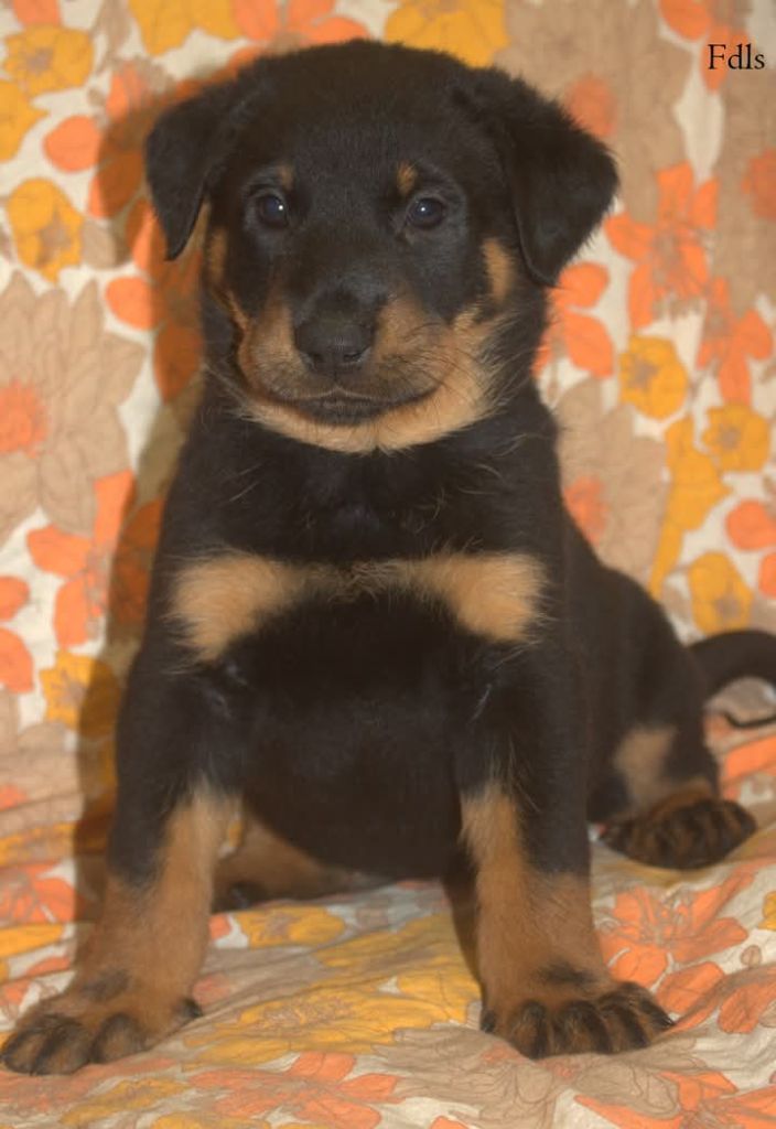 des fontaines de l'eau salée - Chiot disponible  - Berger de Beauce