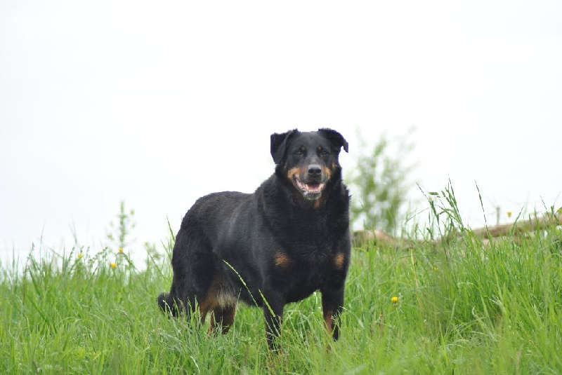 Brixie du jardin d avril