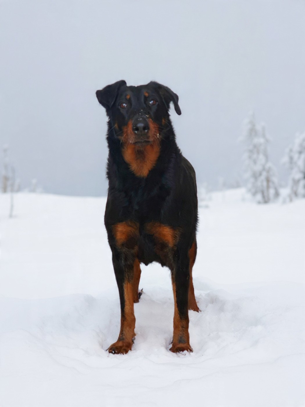 Paia Des dames Chanoinesses