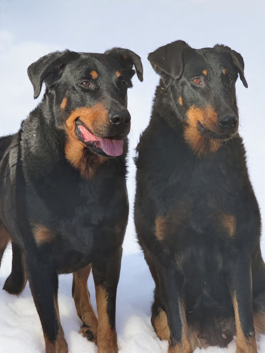 Odysee Des dames Chanoinesses