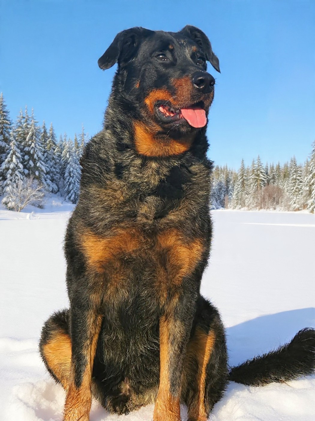 Schnaps bleu du serment des brumes