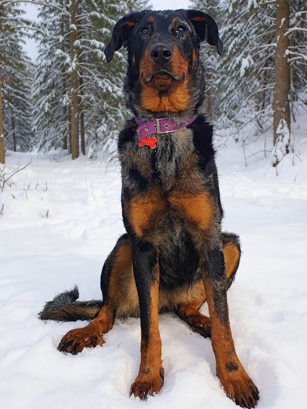 Vip princesse violette des fontaines de l'eau salée