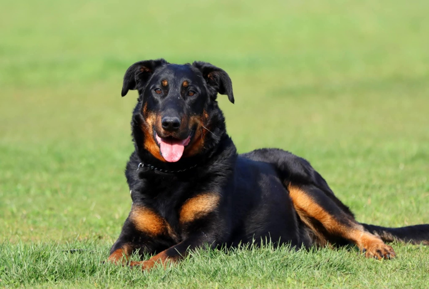 Toscane De La Valériane Fleurie