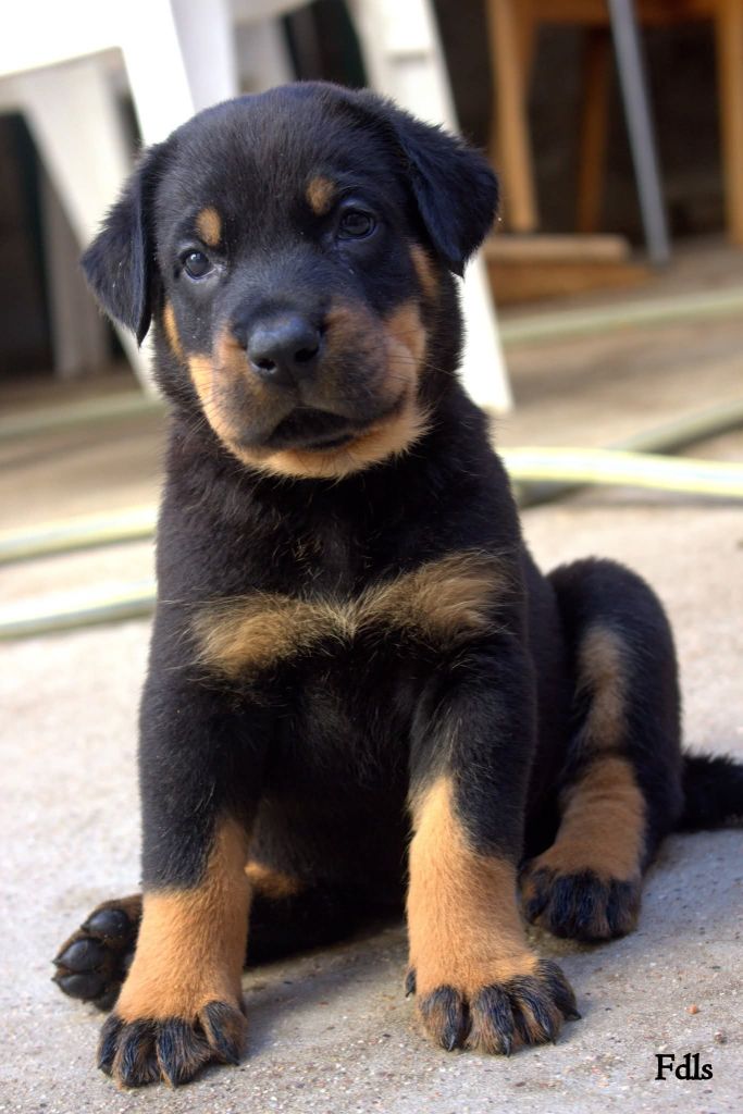 Superbe bébés 