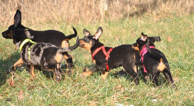 des fontaines de l'eau salée - chiots disponibles !