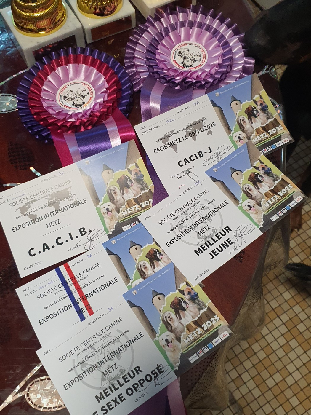 des fontaines de l'eau salée - Félicitations mes chiens 😍 😘