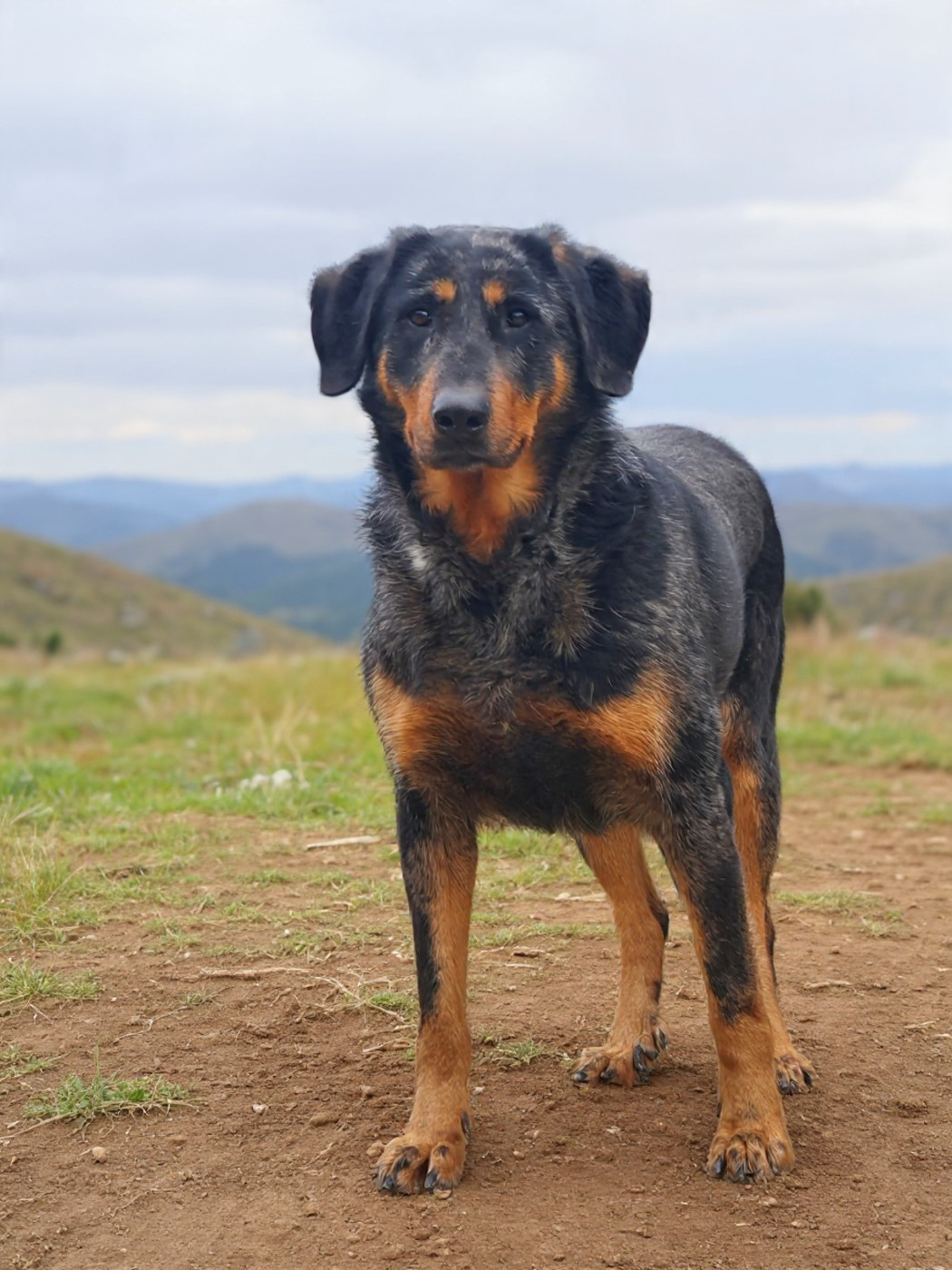 Un coucou de reverie !