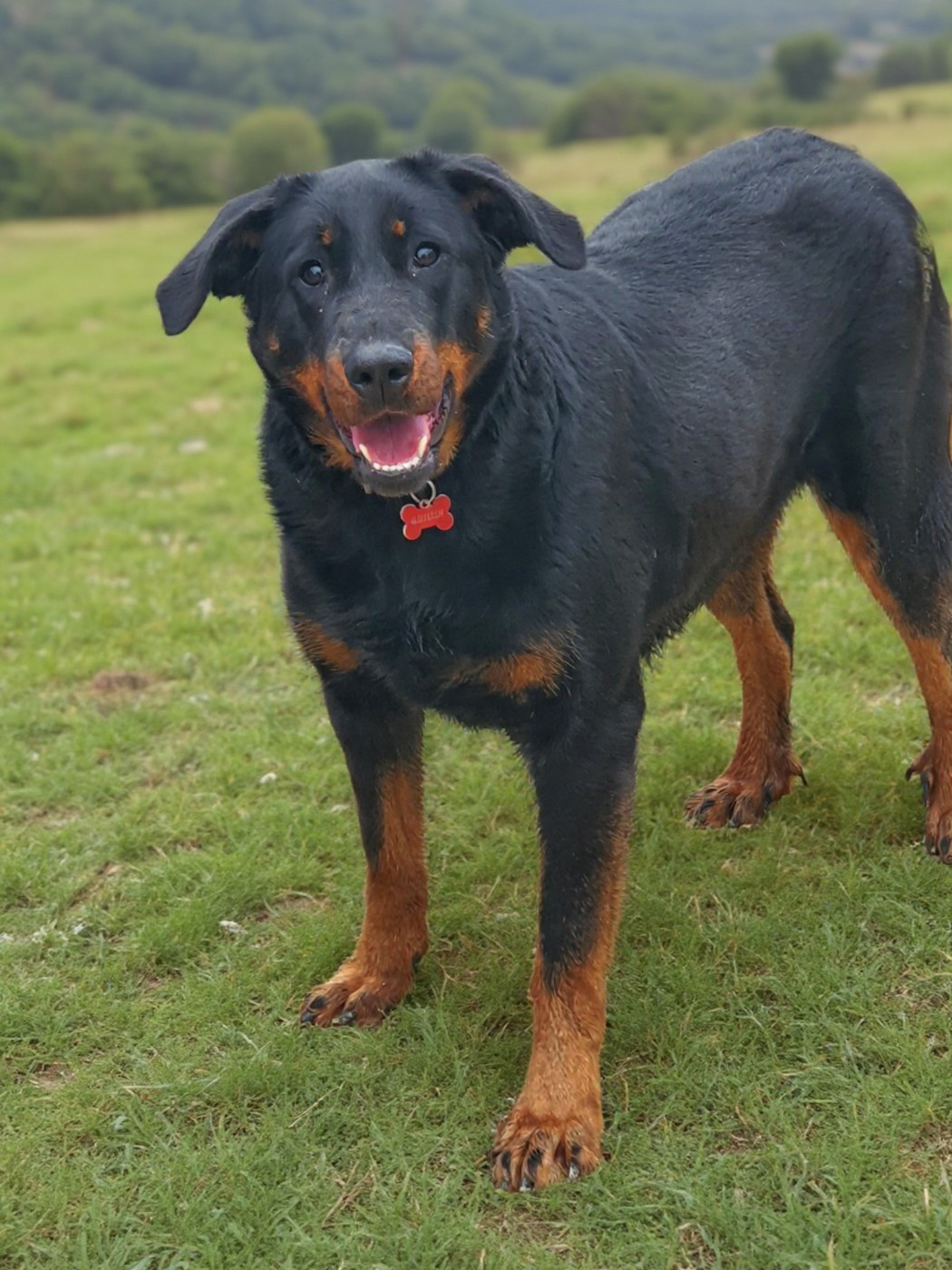 Un coucou de victoire