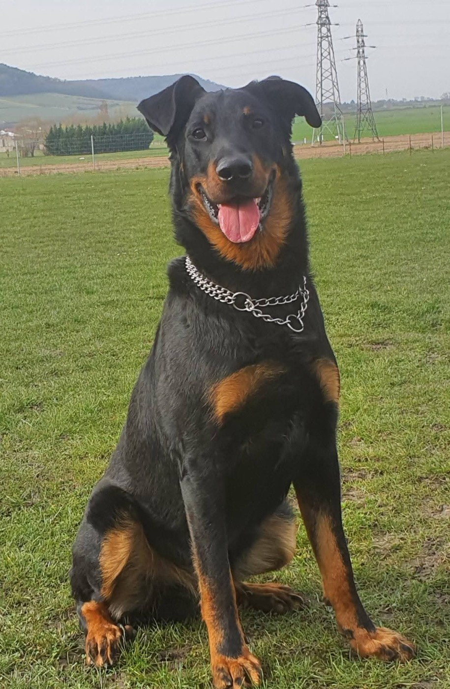 Van dam l intrépide des fontaines de l eau salee