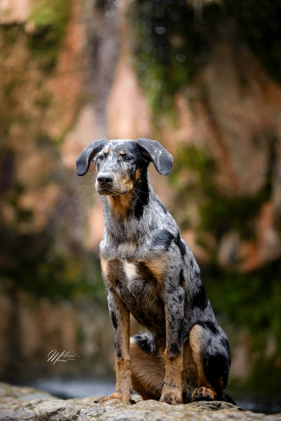 Ah ma farine francine des fontaines de l eau salée