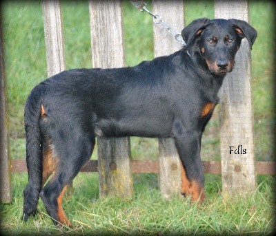 des fontaines de l'eau salée - chiots disponibles!!