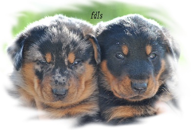 des fontaines de l'eau salée - chiots disponibles et a reservés