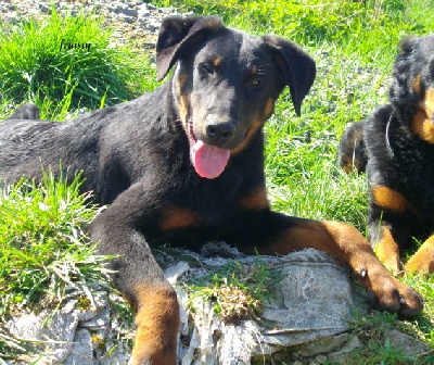 des fontaines de l'eau salée - LE BEAUCERON QUEL AMOUR UN,,