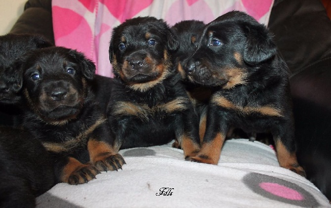 des fontaines de l'eau salée - chiots à résever