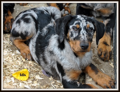 des fontaines de l'eau salée - chiots disponibles!!