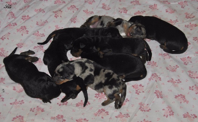 des fontaines de l'eau salée - chiots noir et feu ou arlequin a réservés