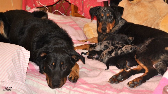 des fontaines de l'eau salée - chiots à réserver