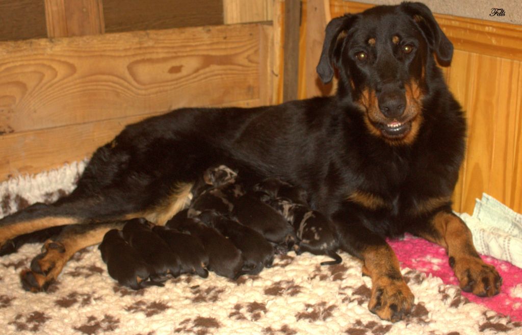 superbes bébés à réserver