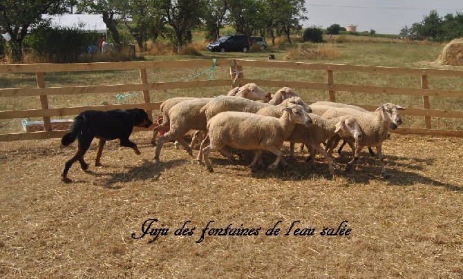 des fontaines de l'eau salée - juju des fdls au travail