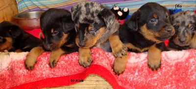 des fontaines de l'eau salée - chiots altéa