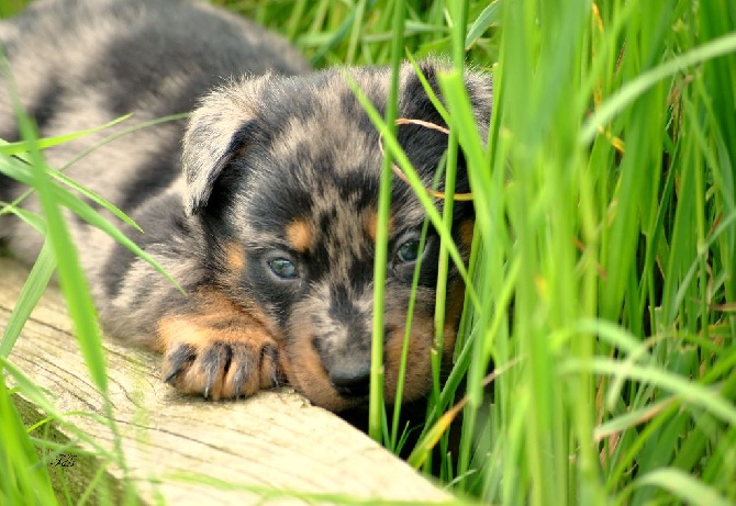 des fontaines de l'eau salée - nouvelle photos rubrique "chiots"