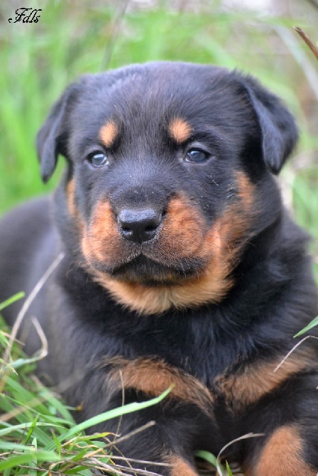 des fontaines de l'eau salée - Chiots disponibles et à réserver rubrique