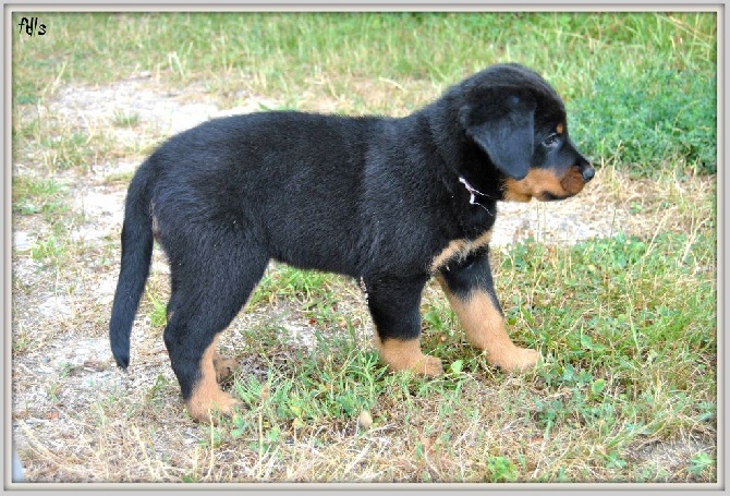 des fontaines de l'eau salée - chiots a réservés !!