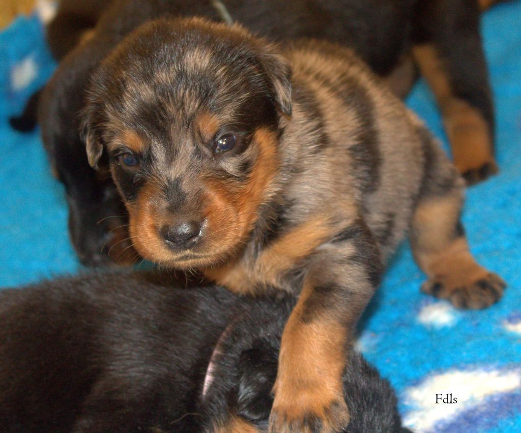 des fontaines de l'eau salée - Chiots disponibles - Berger de Beauce