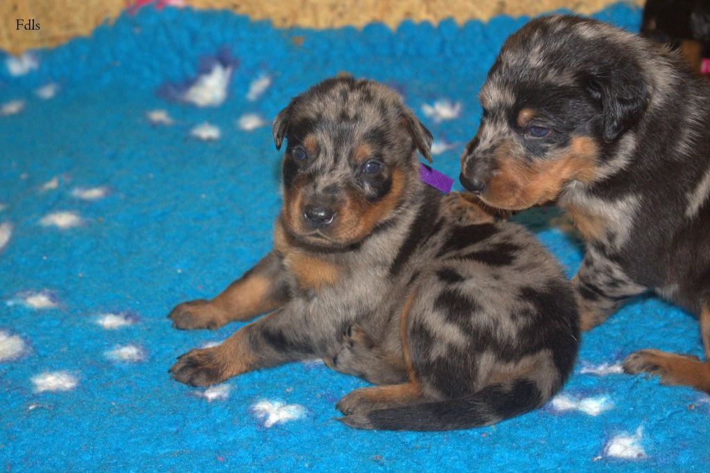 des fontaines de l'eau salée - Chiots disponibles - Berger de Beauce
