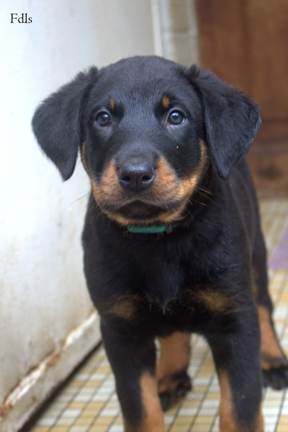 des fontaines de l'eau salée - Chiots disponibles - Berger de Beauce