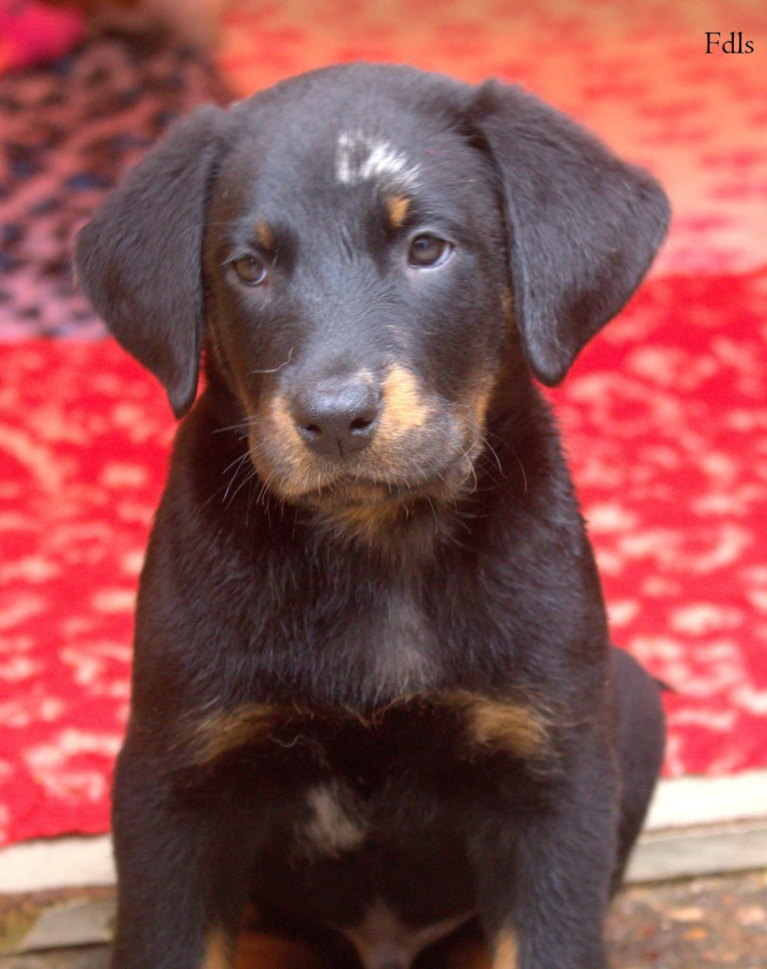 des fontaines de l'eau salée - Chiots disponibles - Berger de Beauce