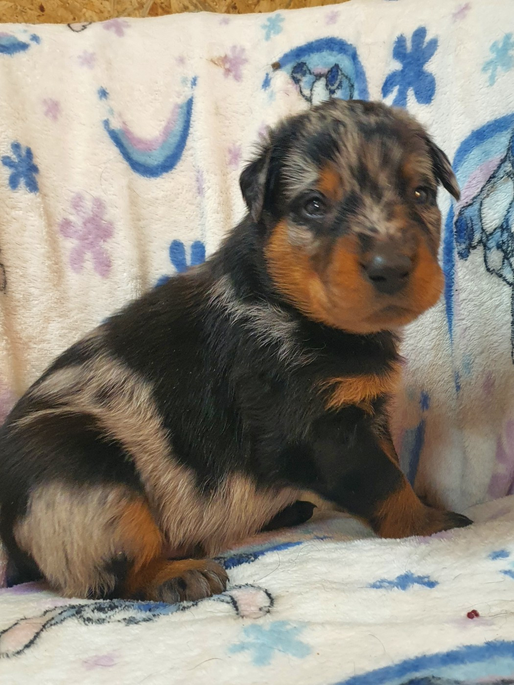 des fontaines de l'eau salée - Chiots disponibles - Berger de Beauce