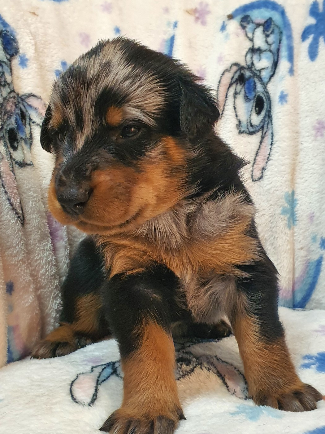 des fontaines de l'eau salée - Chiots disponibles - Berger de Beauce