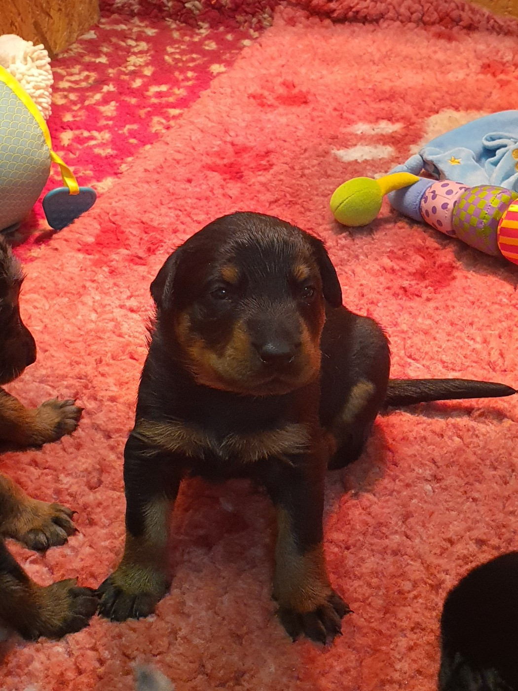 des fontaines de l'eau salée - Chiots disponibles - Berger de Beauce