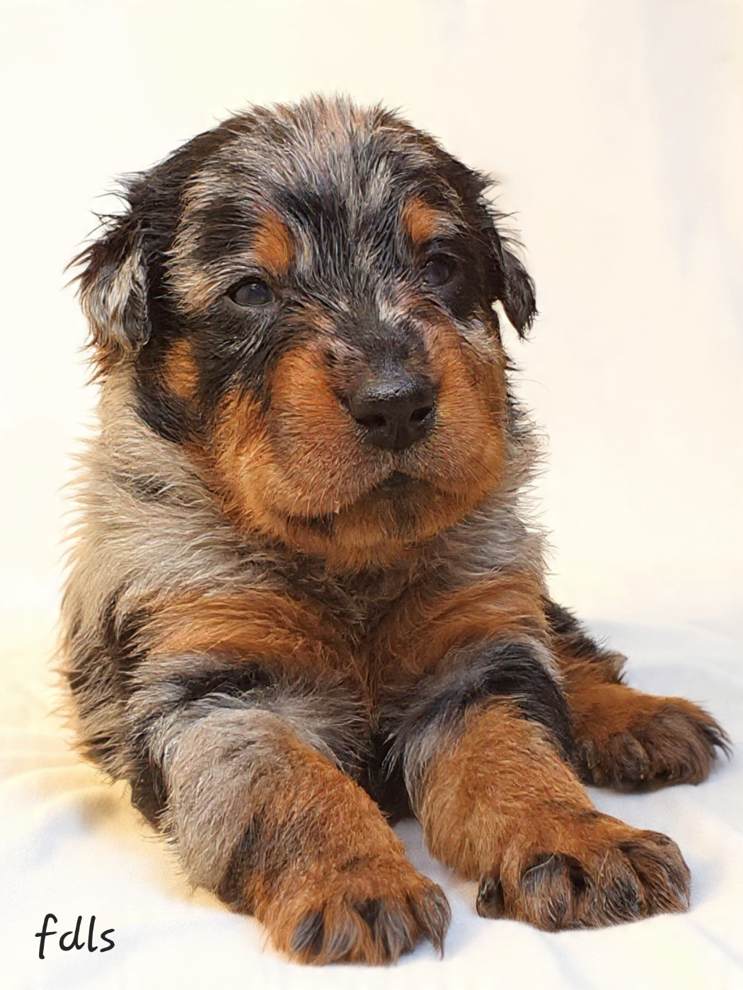 des fontaines de l'eau salée - Chiots disponibles - Berger de Beauce